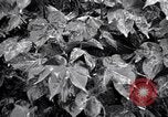 Standbild Cotton Field United States USA, 1926, aus Sekunde 48 historischem Filmmaterial Videoclip 65675028411
