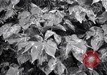Standbild Cotton Field United States USA, 1926, aus Sekunde 49 historischem Filmmaterial Videoclip 65675028411