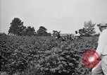 Standbild Cotton Field United States USA, 1926, aus Sekunde 57 historischem Filmmaterial Videoclip 65675028411