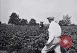 Standbild Cotton Field United States USA, 1926, aus Sekunde 58 historischem Filmmaterial Videoclip 65675028411