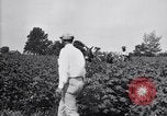 Standbild Cotton Field United States USA, 1926, aus Sekunde 59 historischem Filmmaterial Videoclip 65675028411