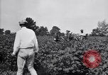 Standbild Cotton Field United States USA, 1926, aus Sekunde 60 historischem Filmmaterial Videoclip 65675028411