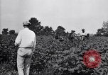 Standbild Cotton Field United States USA, 1926, aus Sekunde 61 historischem Filmmaterial Videoclip 65675028411