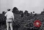 Standbild Cotton Field United States USA, 1926, aus Sekunde 62 historischem Filmmaterial Videoclip 65675028411