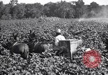 Image of cotton field United States USA, 1926, second 14 stock footage video 65675028412
