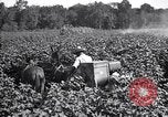 Image of cotton field United States USA, 1926, second 15 stock footage video 65675028412