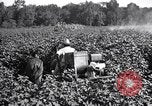Image of cotton field United States USA, 1926, second 16 stock footage video 65675028412