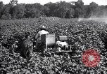 Image of cotton field United States USA, 1926, second 17 stock footage video 65675028412