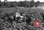 Image of cotton field United States USA, 1926, second 18 stock footage video 65675028412