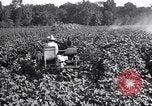 Image of cotton field United States USA, 1926, second 19 stock footage video 65675028412