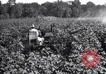 Image of cotton field United States USA, 1926, second 20 stock footage video 65675028412