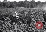 Image of cotton field United States USA, 1926, second 21 stock footage video 65675028412