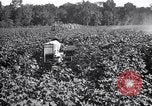 Image of cotton field United States USA, 1926, second 22 stock footage video 65675028412