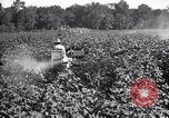 Image of cotton field United States USA, 1926, second 23 stock footage video 65675028412