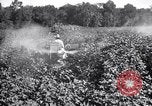 Image of cotton field United States USA, 1926, second 24 stock footage video 65675028412