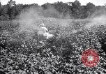 Image of cotton field United States USA, 1926, second 25 stock footage video 65675028412