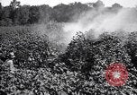 Image of cotton field United States USA, 1926, second 26 stock footage video 65675028412