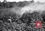 Image of cotton field United States USA, 1926, second 27 stock footage video 65675028412