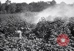 Image of cotton field United States USA, 1926, second 28 stock footage video 65675028412
