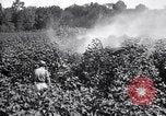 Image of cotton field United States USA, 1926, second 29 stock footage video 65675028412