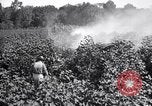 Image of cotton field United States USA, 1926, second 30 stock footage video 65675028412