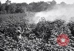 Image of cotton field United States USA, 1926, second 31 stock footage video 65675028412