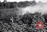 Image of cotton field United States USA, 1926, second 32 stock footage video 65675028412