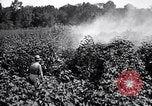 Image of cotton field United States USA, 1926, second 33 stock footage video 65675028412