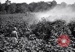 Image of cotton field United States USA, 1926, second 34 stock footage video 65675028412