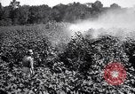 Image of cotton field United States USA, 1926, second 35 stock footage video 65675028412