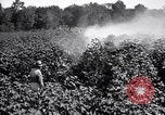 Image of cotton field United States USA, 1926, second 36 stock footage video 65675028412