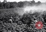 Image of cotton field United States USA, 1926, second 37 stock footage video 65675028412