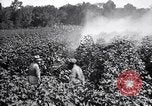Image of cotton field United States USA, 1926, second 38 stock footage video 65675028412