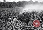 Image of cotton field United States USA, 1926, second 39 stock footage video 65675028412