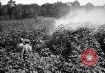 Image of cotton field United States USA, 1926, second 40 stock footage video 65675028412