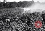 Image of cotton field United States USA, 1926, second 41 stock footage video 65675028412