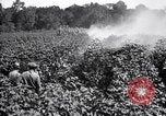 Image of cotton field United States USA, 1926, second 42 stock footage video 65675028412