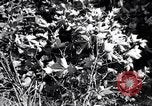 Image of cotton field United States USA, 1926, second 43 stock footage video 65675028412