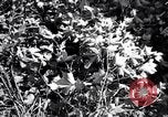 Image of cotton field United States USA, 1926, second 44 stock footage video 65675028412