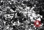 Image of cotton field United States USA, 1926, second 45 stock footage video 65675028412