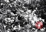 Image of cotton field United States USA, 1926, second 46 stock footage video 65675028412