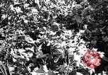 Image of cotton field United States USA, 1926, second 47 stock footage video 65675028412