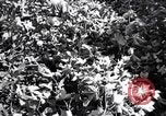 Image of cotton field United States USA, 1926, second 48 stock footage video 65675028412