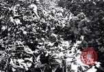 Image of cotton field United States USA, 1926, second 49 stock footage video 65675028412