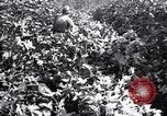 Image of cotton field United States USA, 1926, second 50 stock footage video 65675028412