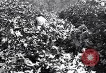 Image of cotton field United States USA, 1926, second 51 stock footage video 65675028412