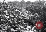 Image of cotton field United States USA, 1926, second 52 stock footage video 65675028412