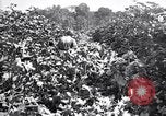 Image of cotton field United States USA, 1926, second 53 stock footage video 65675028412