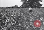 Image of airplane dusting poison United States USA, 1926, second 19 stock footage video 65675028415