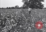 Image of airplane dusting poison United States USA, 1926, second 20 stock footage video 65675028415